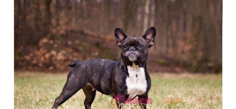 Boston-terrier Boston-terrier02