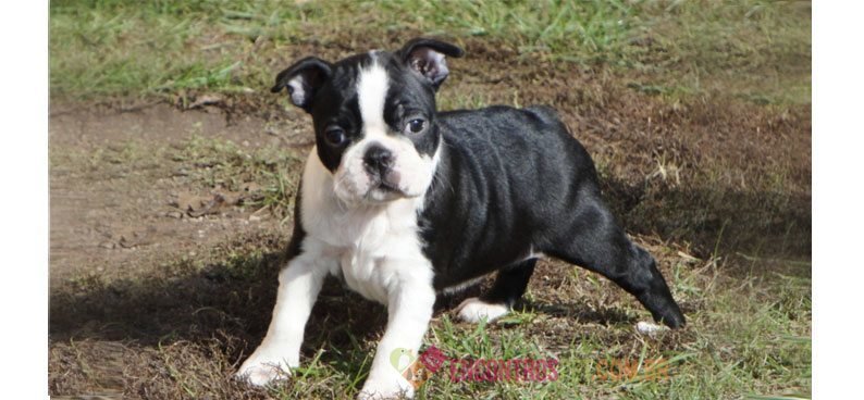 Boston-terrier Boston-terrier03