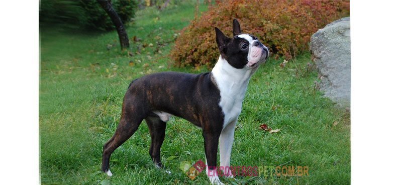 Boston-terrier Boston-terrier04