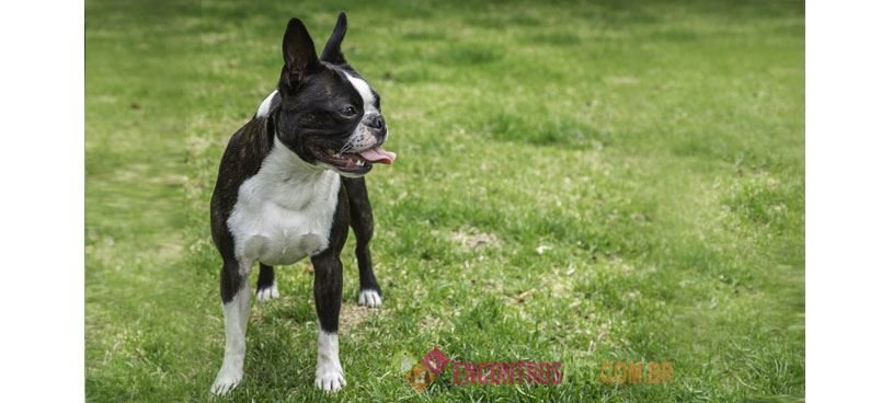 Boston-terrier Boston-terrier05