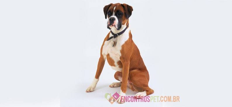 Boxer