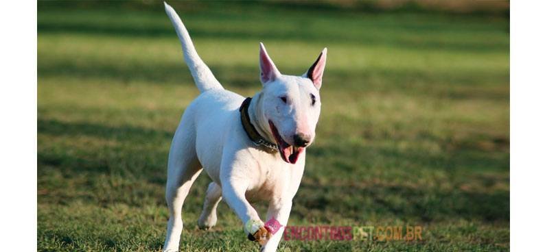 Bull-terrier Bull-terrier-01