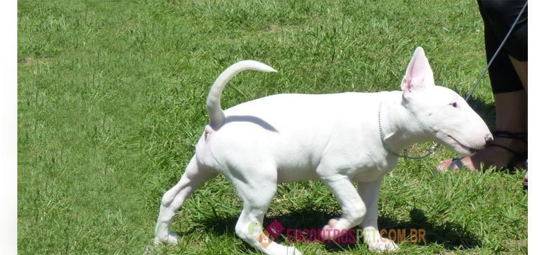 Bull-terrier Bull-terrier-02