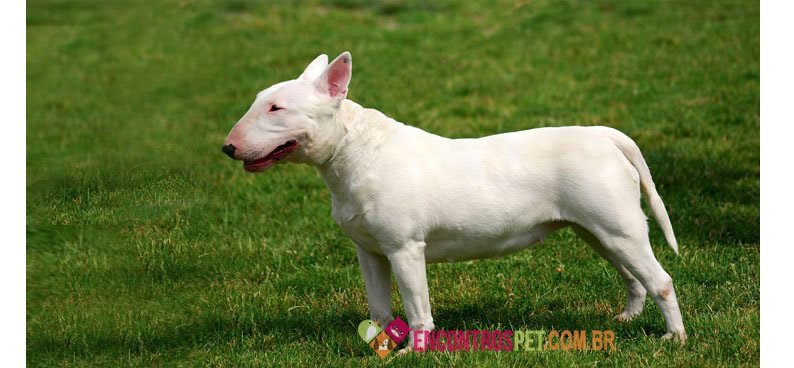 Bull-terrier Bull-terrier-03