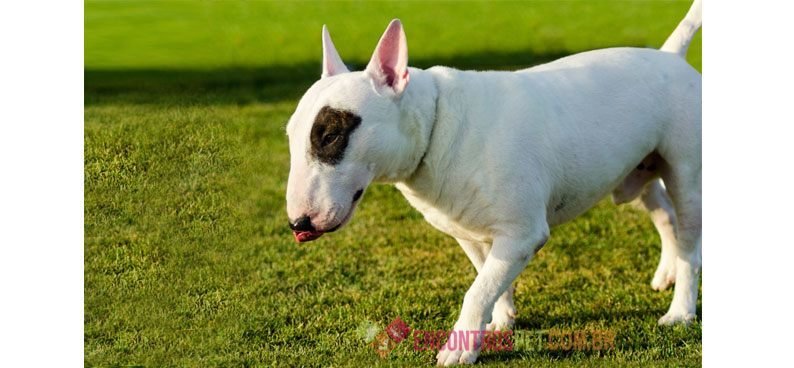 Bull-terrier Bull-terrier