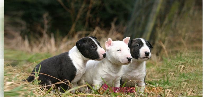 Bull-terrier Bull-terrier04
