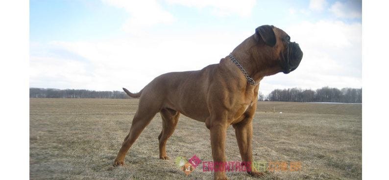Bullmastiff