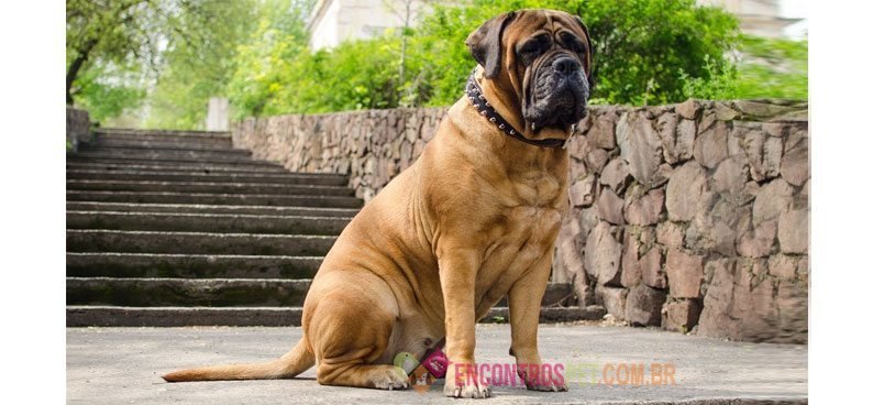 Bullmastiff01