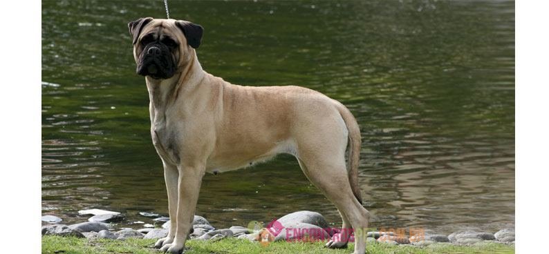 Bullmastiff02