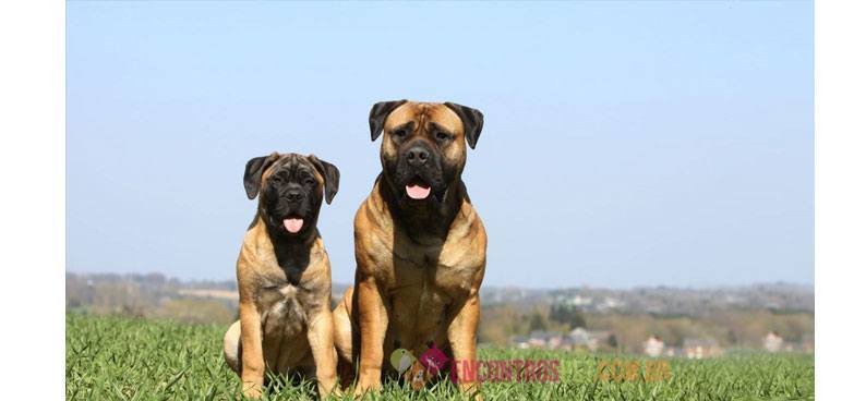 Bullmastiff03