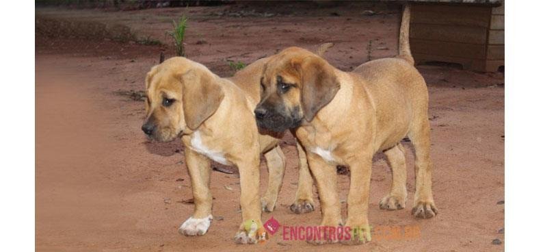 Bullmastiff04