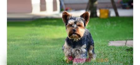 Cachorro Yorkshire Terrier preço e características