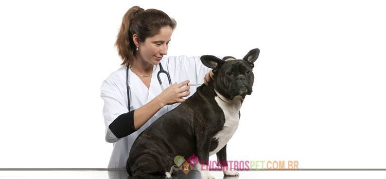 Cachorro-com-Hepatite-01