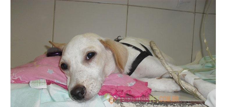 Cachorro-com-Hepatite02