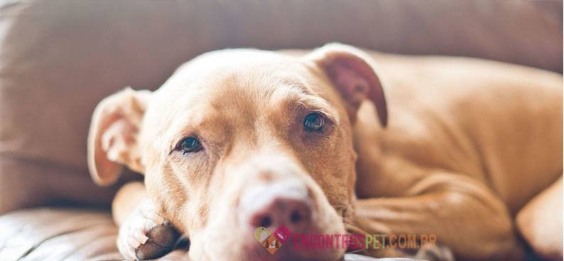 Cachorro-com-Hepatite03