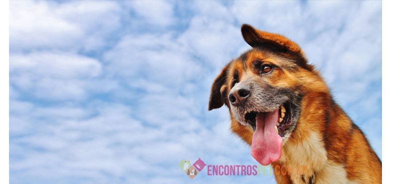 Cachorro-com-asma-02
