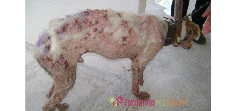 Cachorro-com-calazar-01