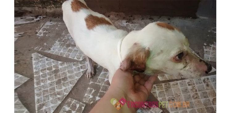 Cachorro-com-calazar-03