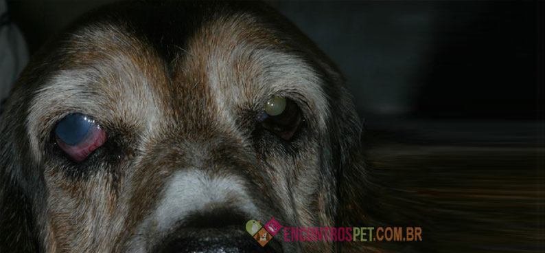 Cachorro-com-conjutivite-01