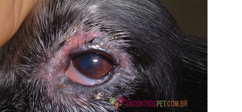 Cachorro-com-conjutivite-02