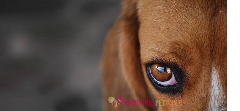 Cachorro-com-conjutivite02