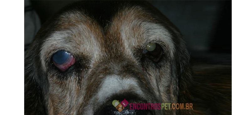 Cachorro-com-conjutivite03