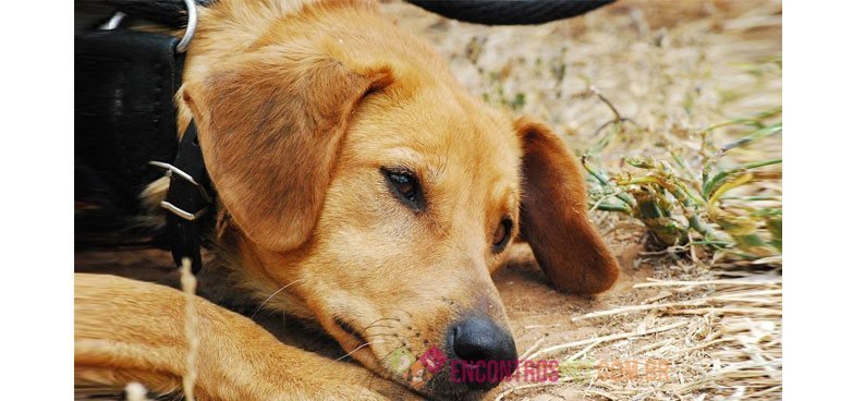Cachorro-com-dor-de-barriga01