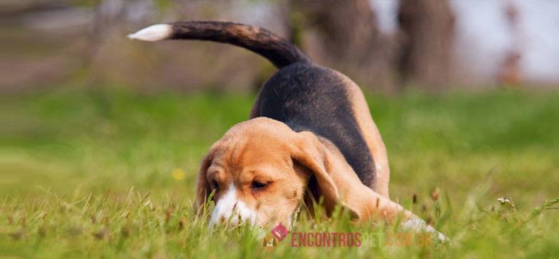 Cachorro-com-dor-de-barriga03