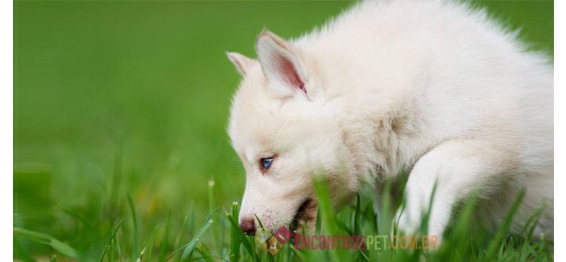 Cachorro-com-dor-de-barriga04