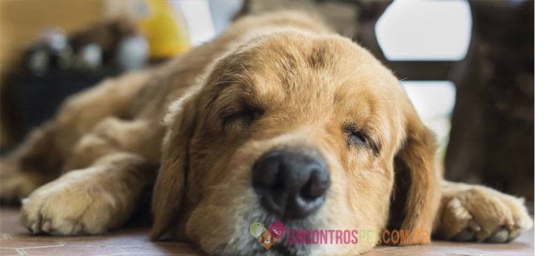 Cachorro-com-dor-de-cabeca-02