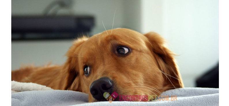 Cachorro-com-dor-de-cabeca01