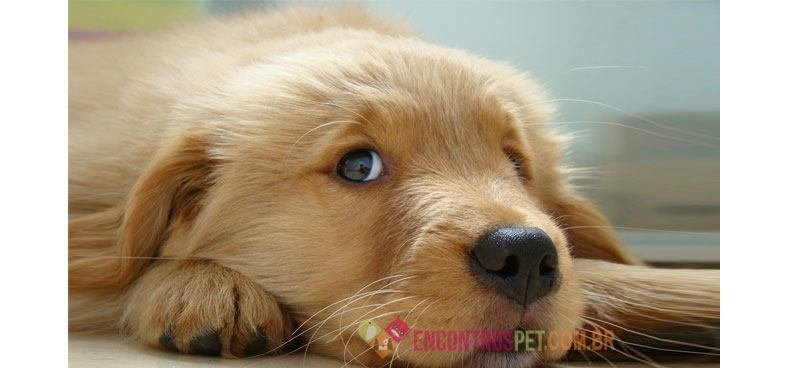 Cachorro-com-dor-de-cabeca03