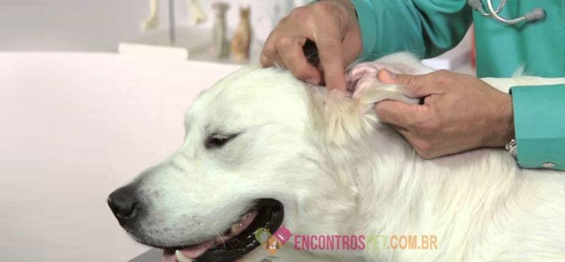 Cachorro-com-dor-de-ouvido-003