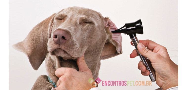 Cachorro-com-dor-de-ouvido-01