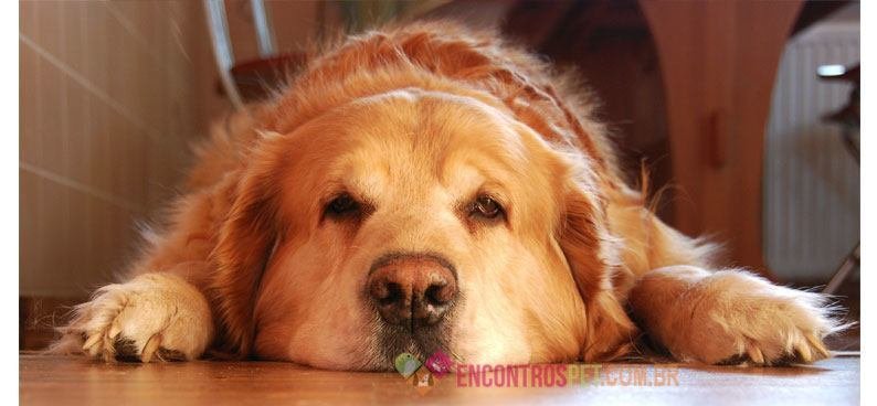 Cachorro-com-dor01