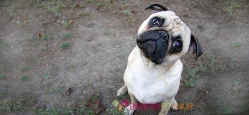 Cachorro-com-dor03