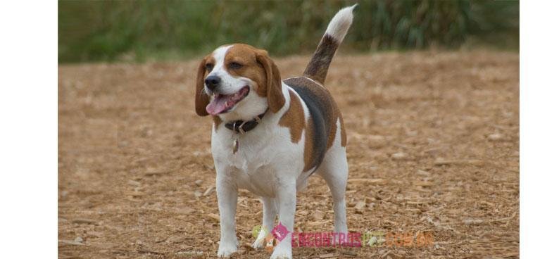 Cachorro-com-falta-de-ar-01