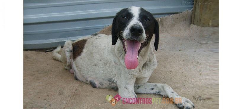 Cachorro-com-falta-de-ar03