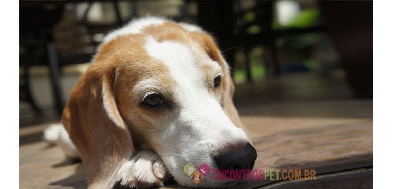 Cachorro-com-fimose02