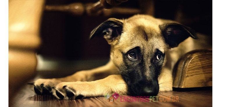 Cachorro-com-fimose03