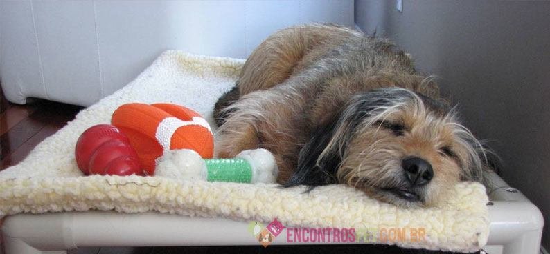 Cachorro-com-furunculo04