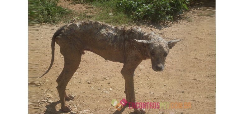 Cachorro-com-furunculo05