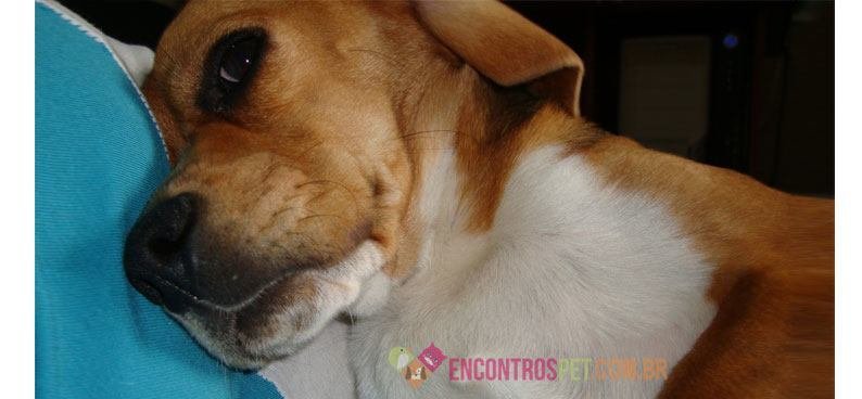 Cachorro-com-gases-02