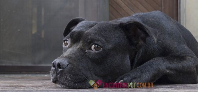 Cachorro-com-gases04