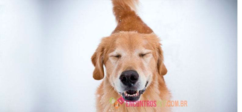 Cachorro-com-gripe-canina