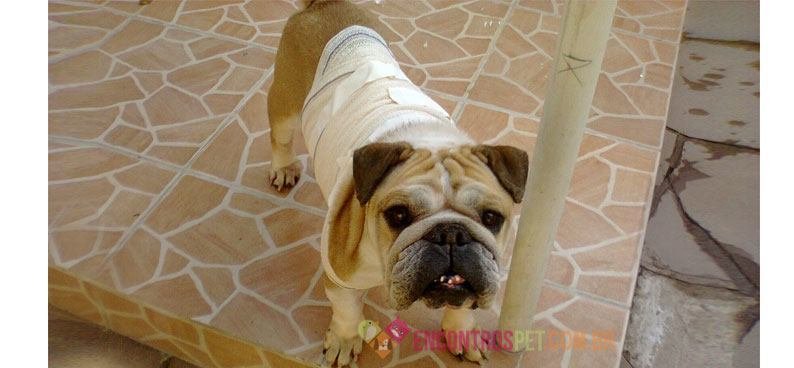 Cachorro-com-gripe-canina02