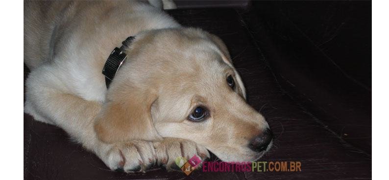 Cachorro-com-gripe-canina03