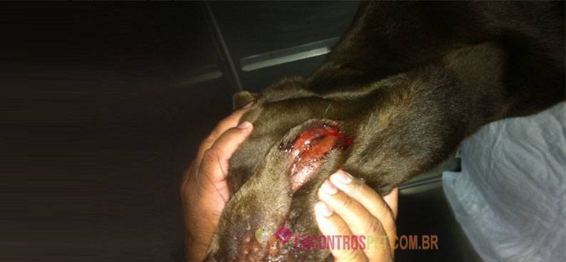 Cachorro-com-hemorragia01