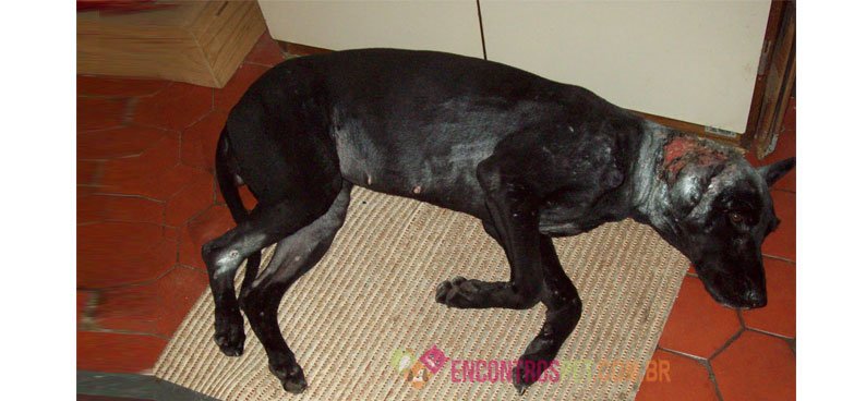 Cachorro-com-hemorragia03