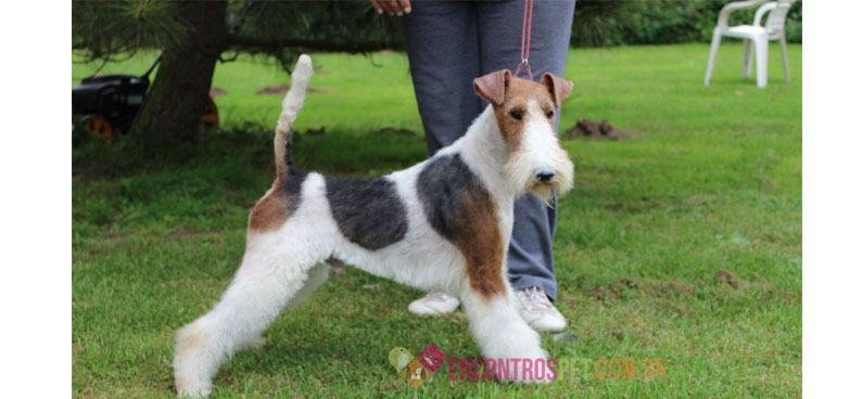 Fox-terrier01